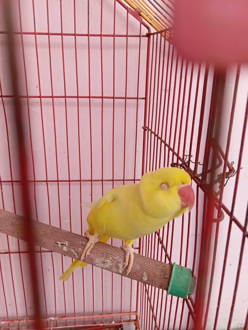 yellow ringneck breeder pair — photo 4