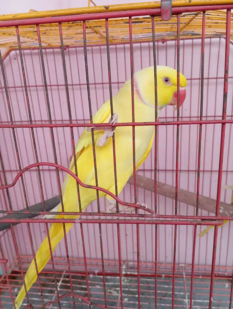 yellow ringneck breeder pair — photo 5