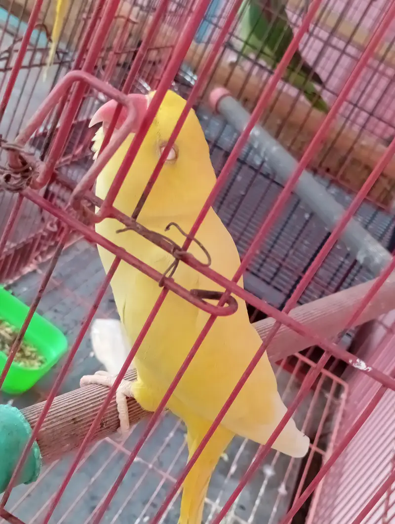 yellow ringneck breeder pair — photo 6