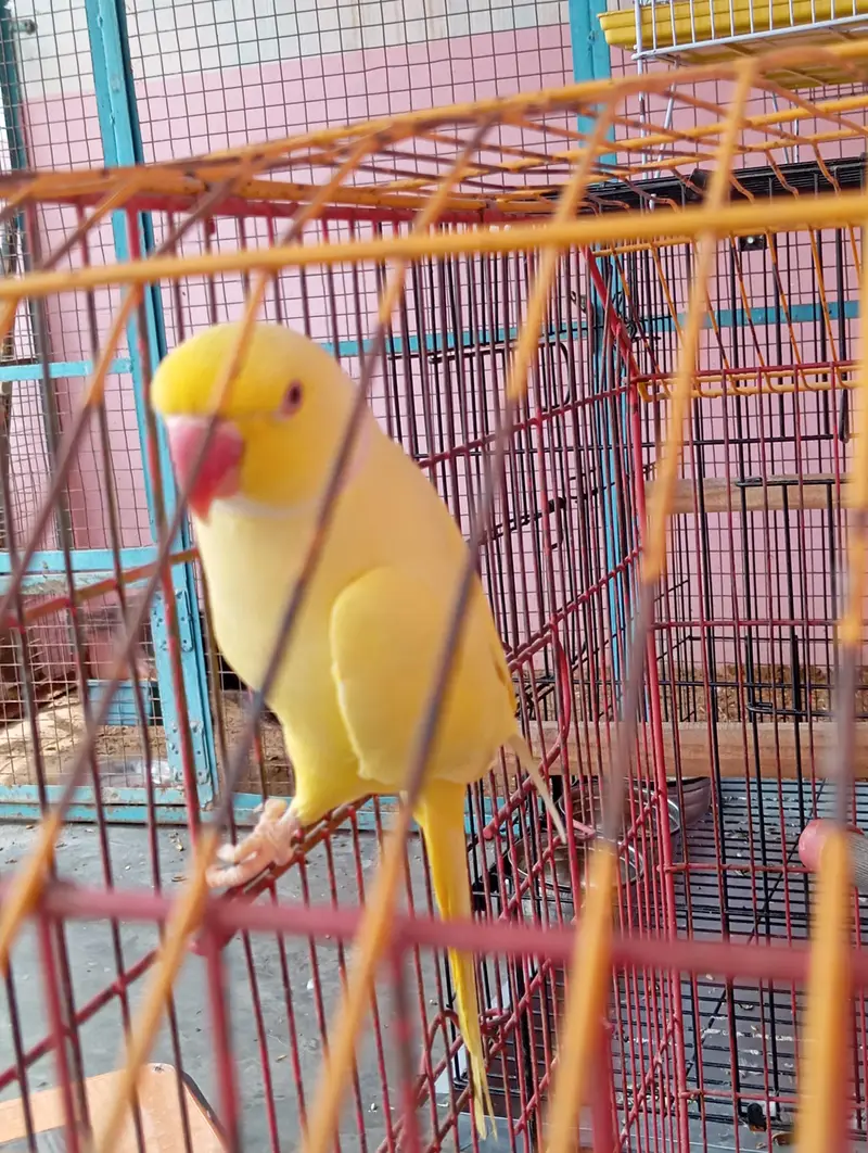 yellow ringneck breeder pair — photo 7
