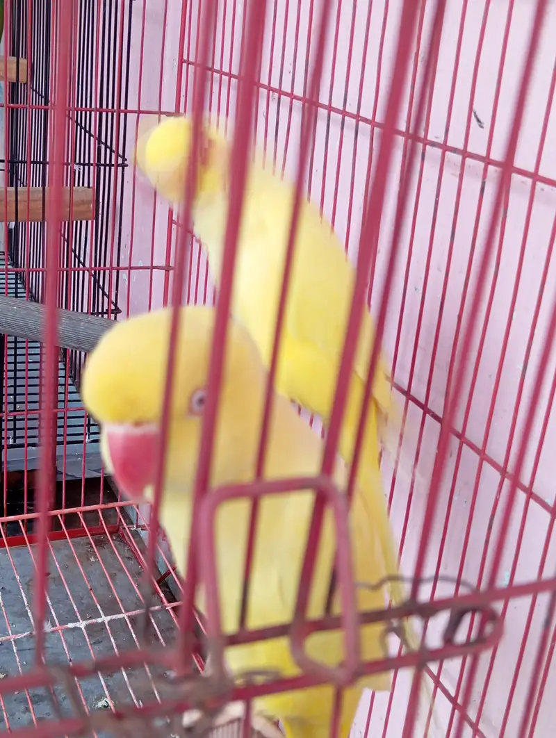 yellow ringneck breeder pair — photo 8