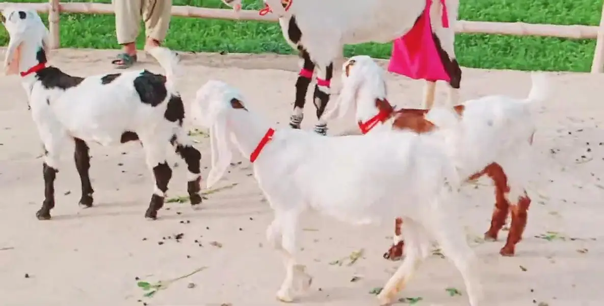 3 Bacchon Ka Sath Desi Bakri For Sale _ 03242704015 — photo 4