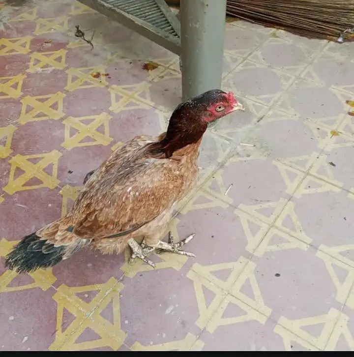 pure aseel Mianwali — photo 2