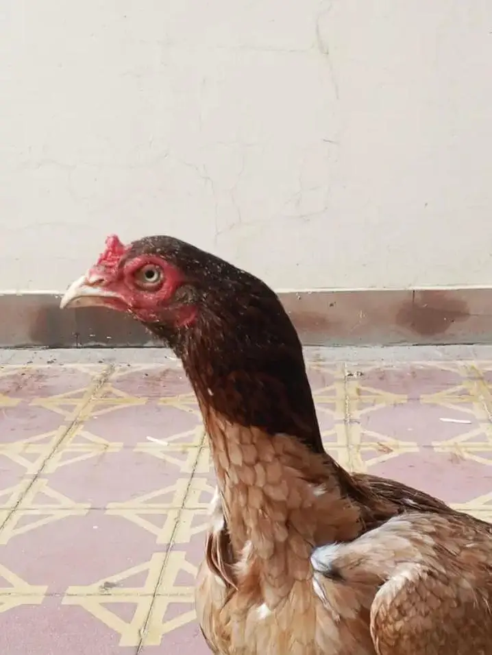 pure aseel Mianwali — photo 3