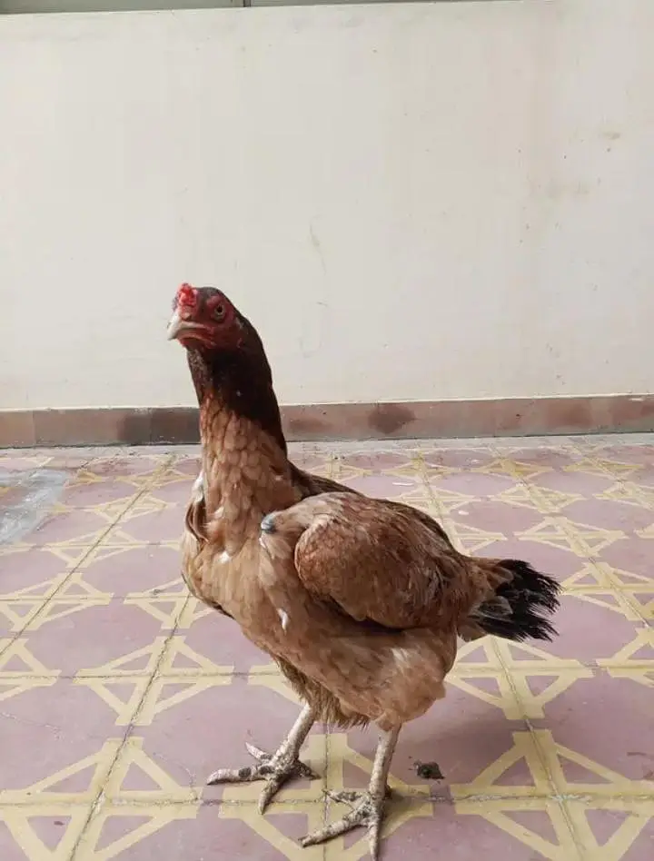 pure aseel Mianwali — photo 4