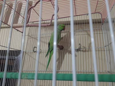 Ringneck Male Talking Parrot