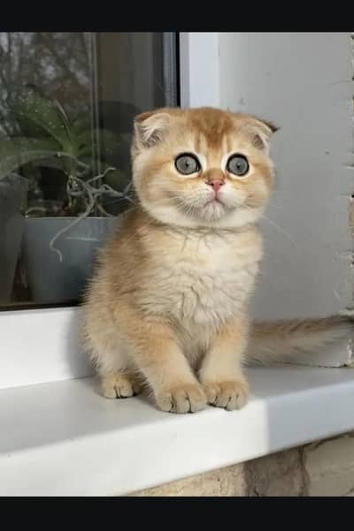 Scottish fold kittin for sell. 0313 4935014