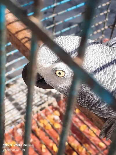 african grey male