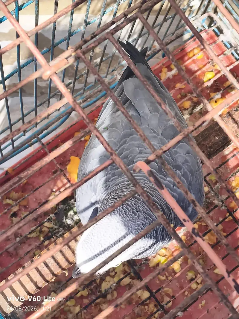 african grey male — photo 3