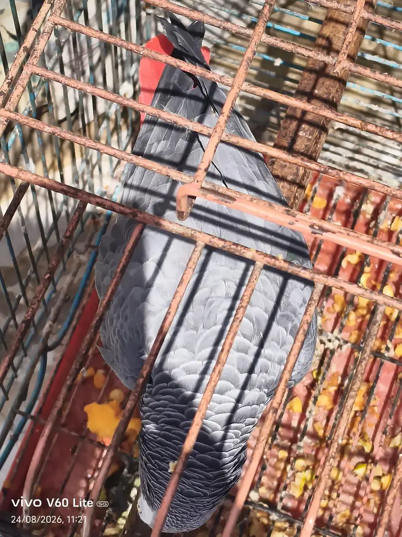 african grey male — photo 4