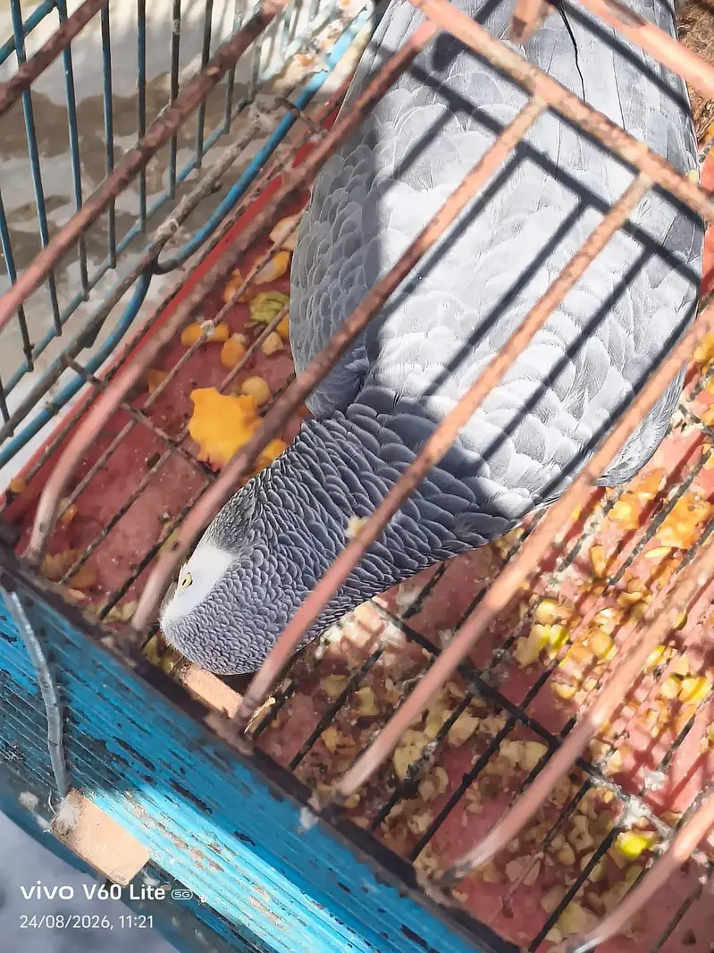 african grey male — photo 5
