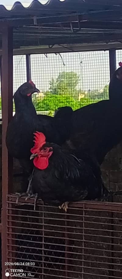 Australorp young Male available for sale in Rawalpindi