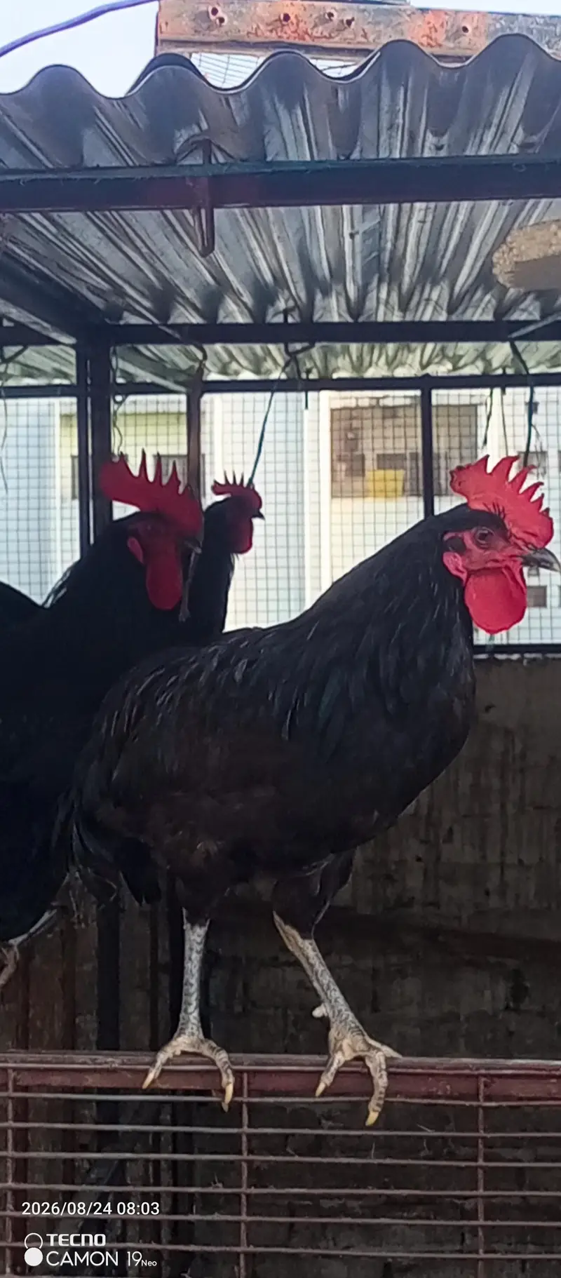 Australorp young Male available for sale in Rawalpindi 0345 5085421 — photo 2