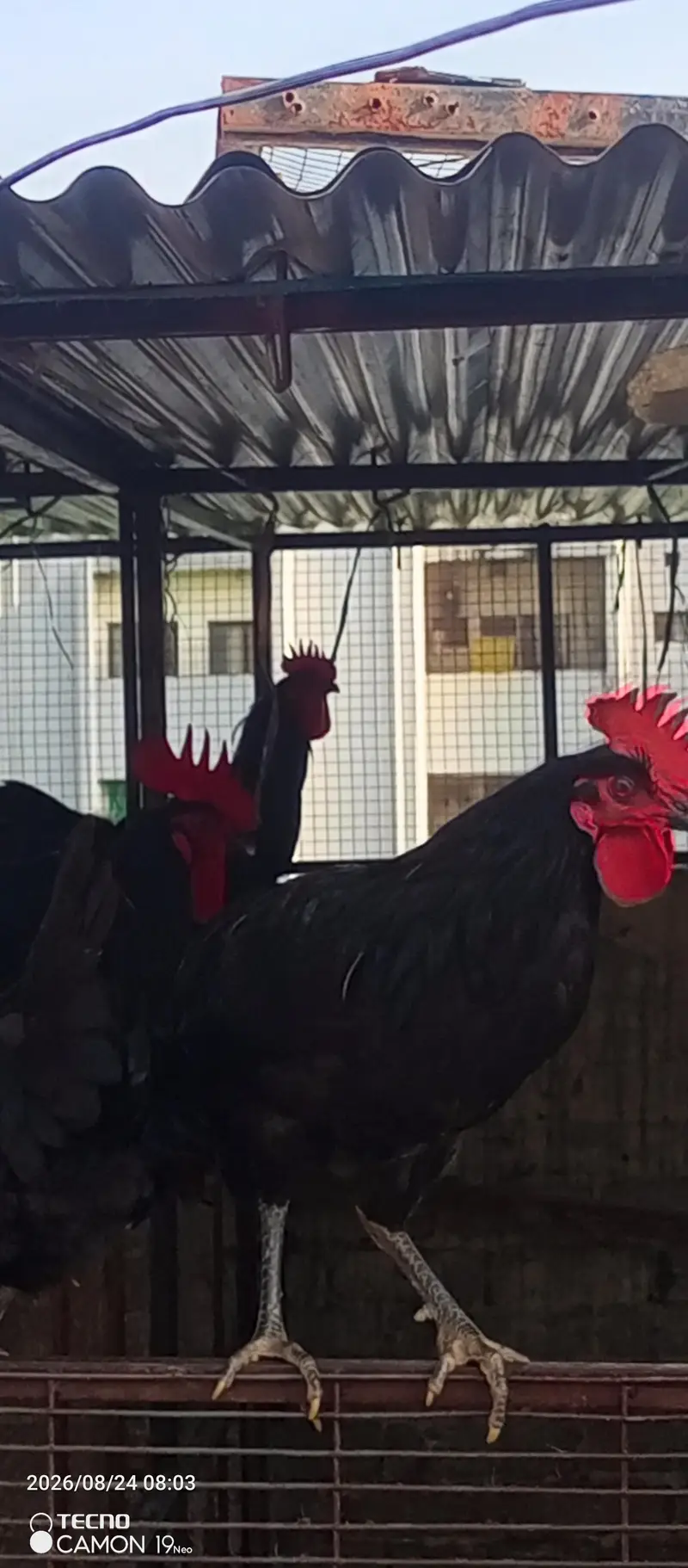 Australorp young Male available for sale in Rawalpindi 0345 5085421 — photo 3