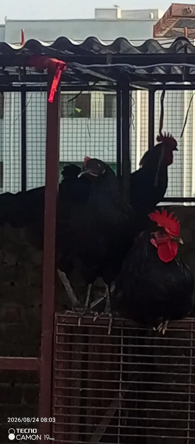 Australorp young Male available for sale in Rawalpindi 0345 5085421 — photo 4