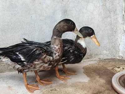 Ducks Pair For Sale