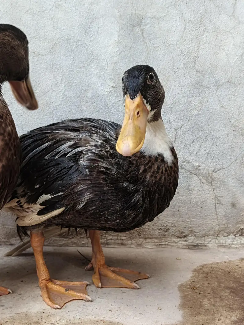 Ducks Pair For Sale — photo 2