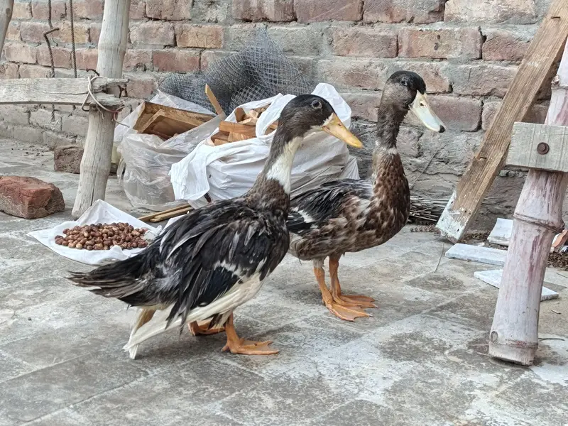 Ducks Pair For Sale — photo 3