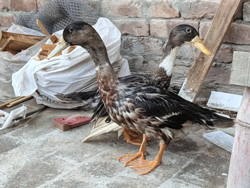 Ducks Pair For Sale — photo 4