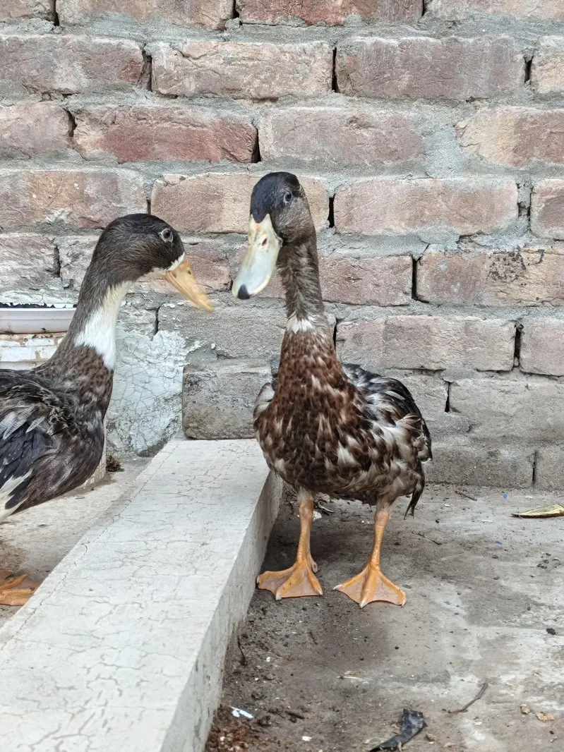 Ducks Pair For Sale — photo 5