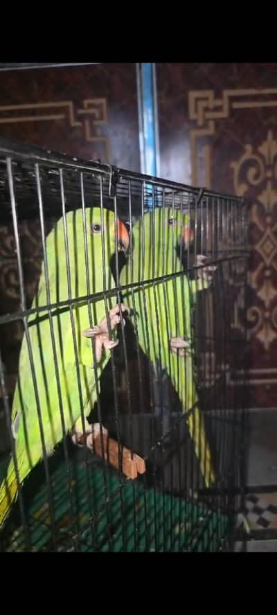 pair for sale healthy and active