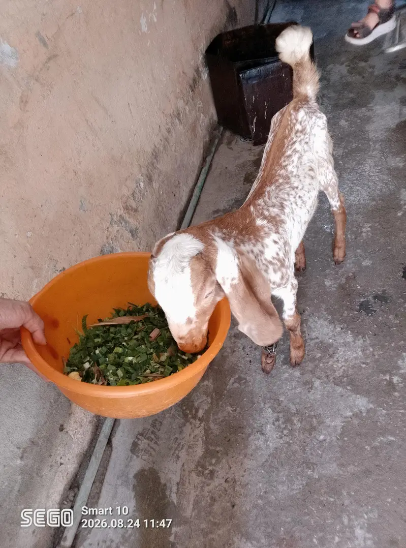 Machi cheeni path white Eyes — photo 7