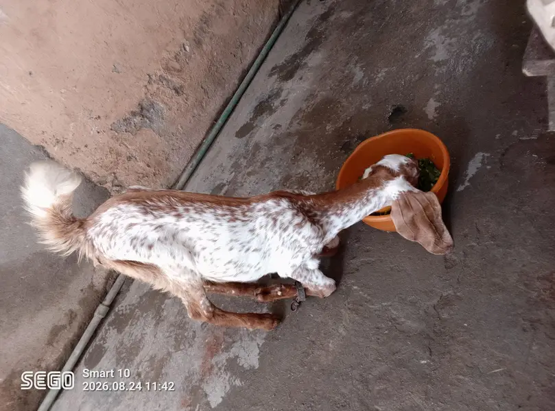 Machi cheeni path white Eyes — photo 9
