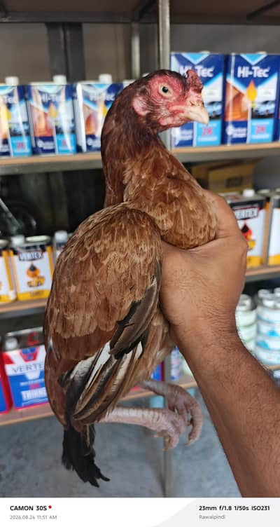 Topli quality Aseel Madi for sale