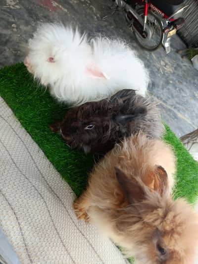 Mashallah English angora pairs Whatsapp and contact number 03184924773