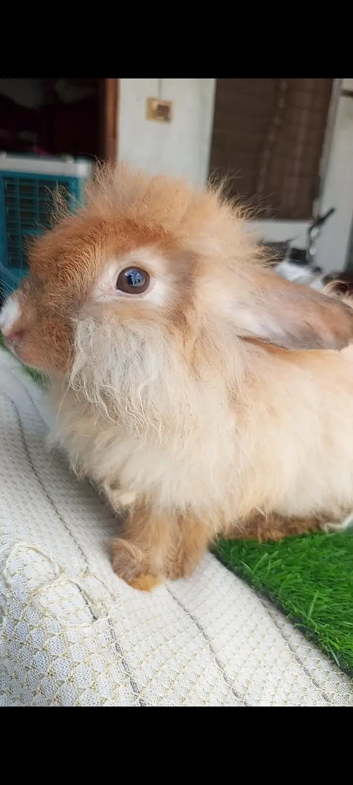 Mashallah English angora pairs Whatsapp and contact number 03184924773 — photo 2