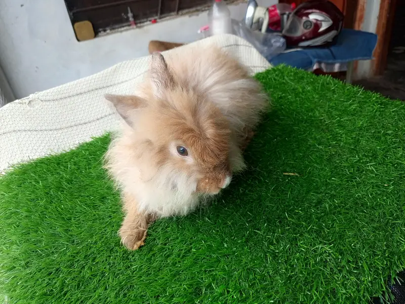 Mashallah English angora pairs Whatsapp and contact number 03184924773 — photo 3