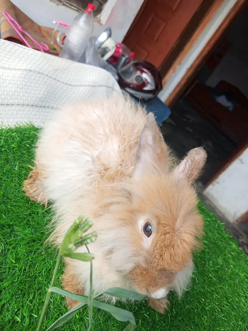 Mashallah English angora pairs Whatsapp and contact number 03184924773 — photo 4