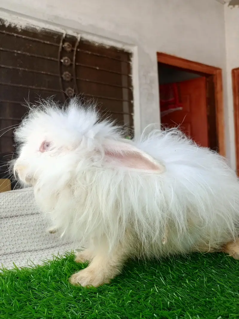 Mashallah English angora pairs Whatsapp and contact number 03184924773 — photo 5