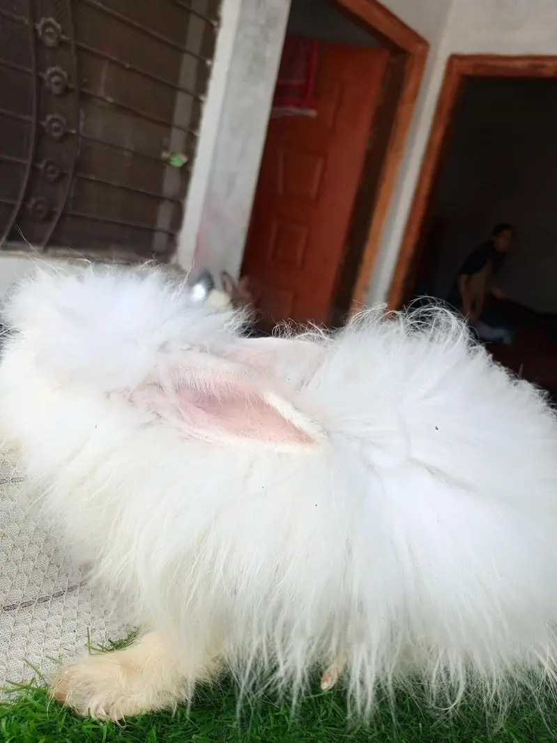 Mashallah English angora pairs Whatsapp and contact number 03184924773 — photo 6