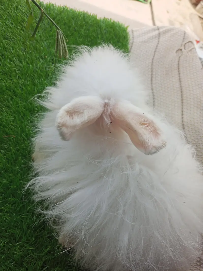 Mashallah English angora pairs Whatsapp and contact number 03184924773 — photo 7