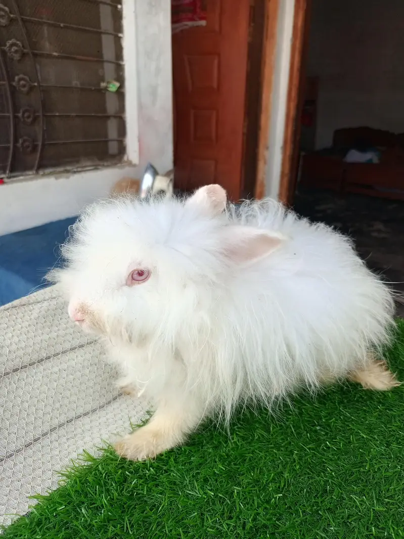 Mashallah English angora pairs Whatsapp and contact number 03184924773 — photo 8