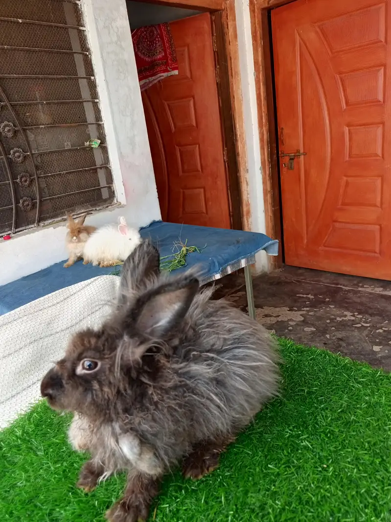 Mashallah English angora pairs Whatsapp and contact number 03184924773 — photo 9