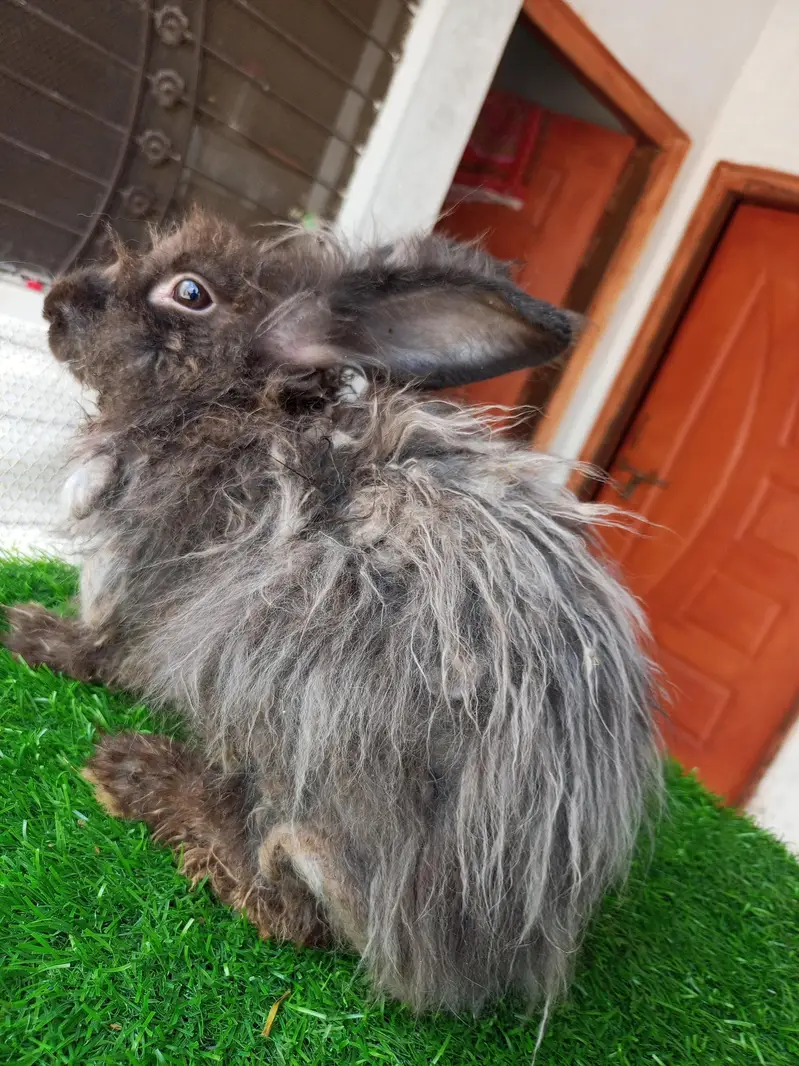 Mashallah English angora pairs Whatsapp and contact number 03184924773 — photo 10