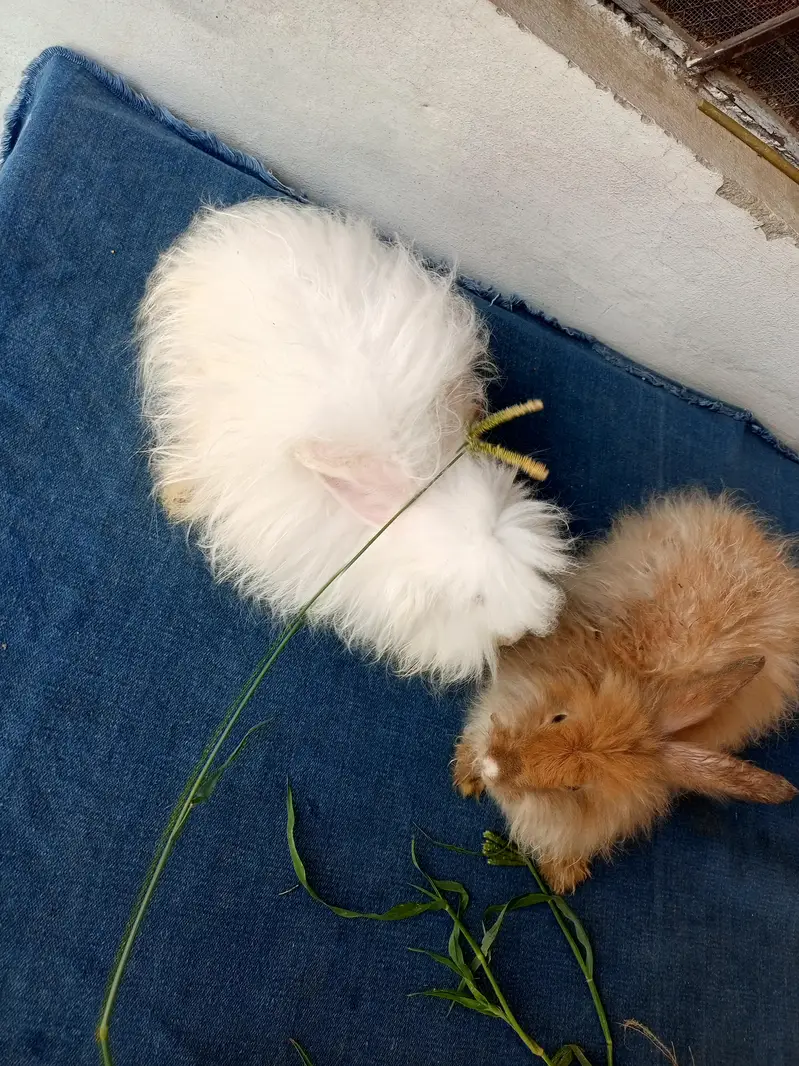 Mashallah English angora pairs Whatsapp and contact number 03184924773 — photo 11