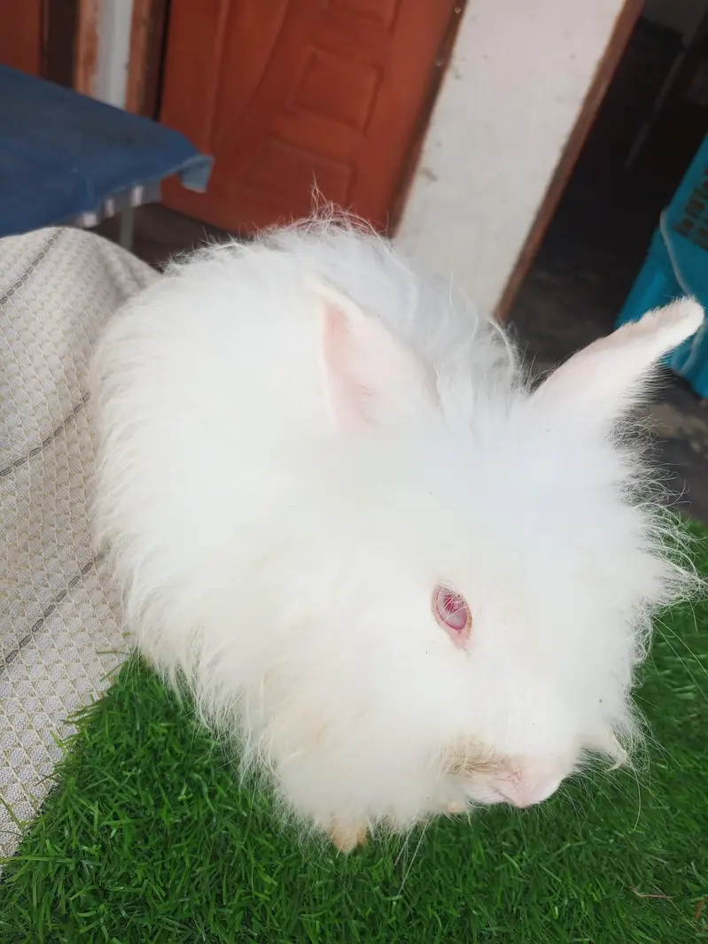 Mashallah English angora pairs Whatsapp and contact number 03184924773 — photo 12