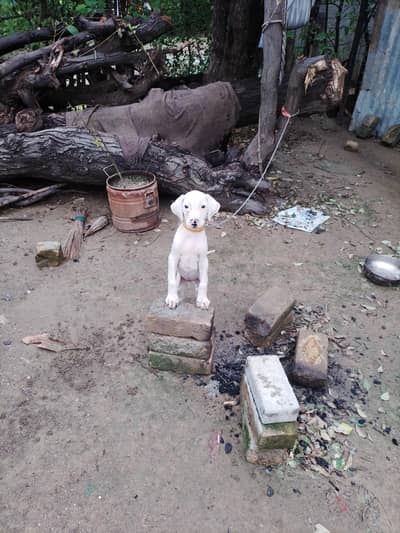 Bully female available