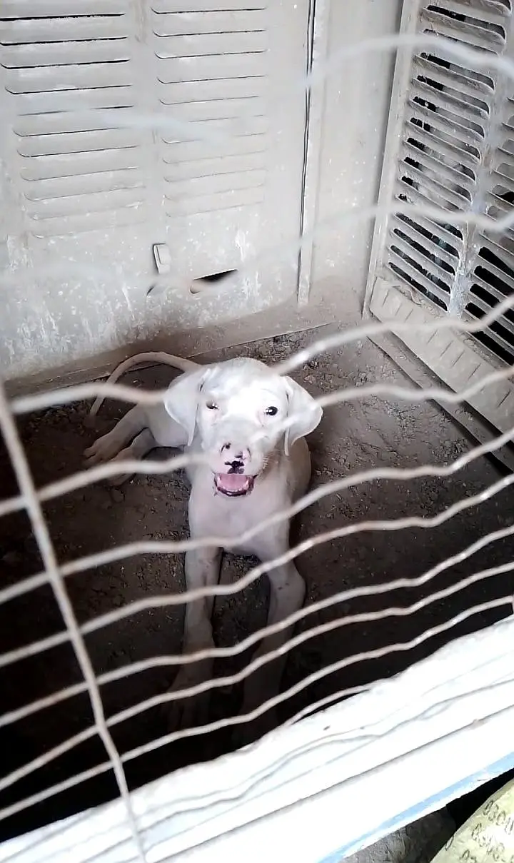 Bully female available — photo 2