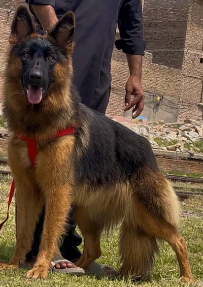 German shepherd female full train female