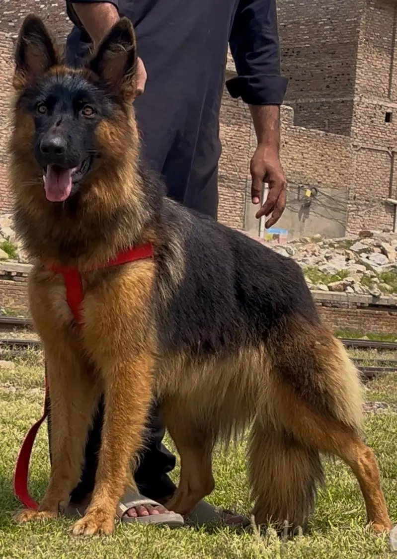 German shepherd female full train female — photo 2