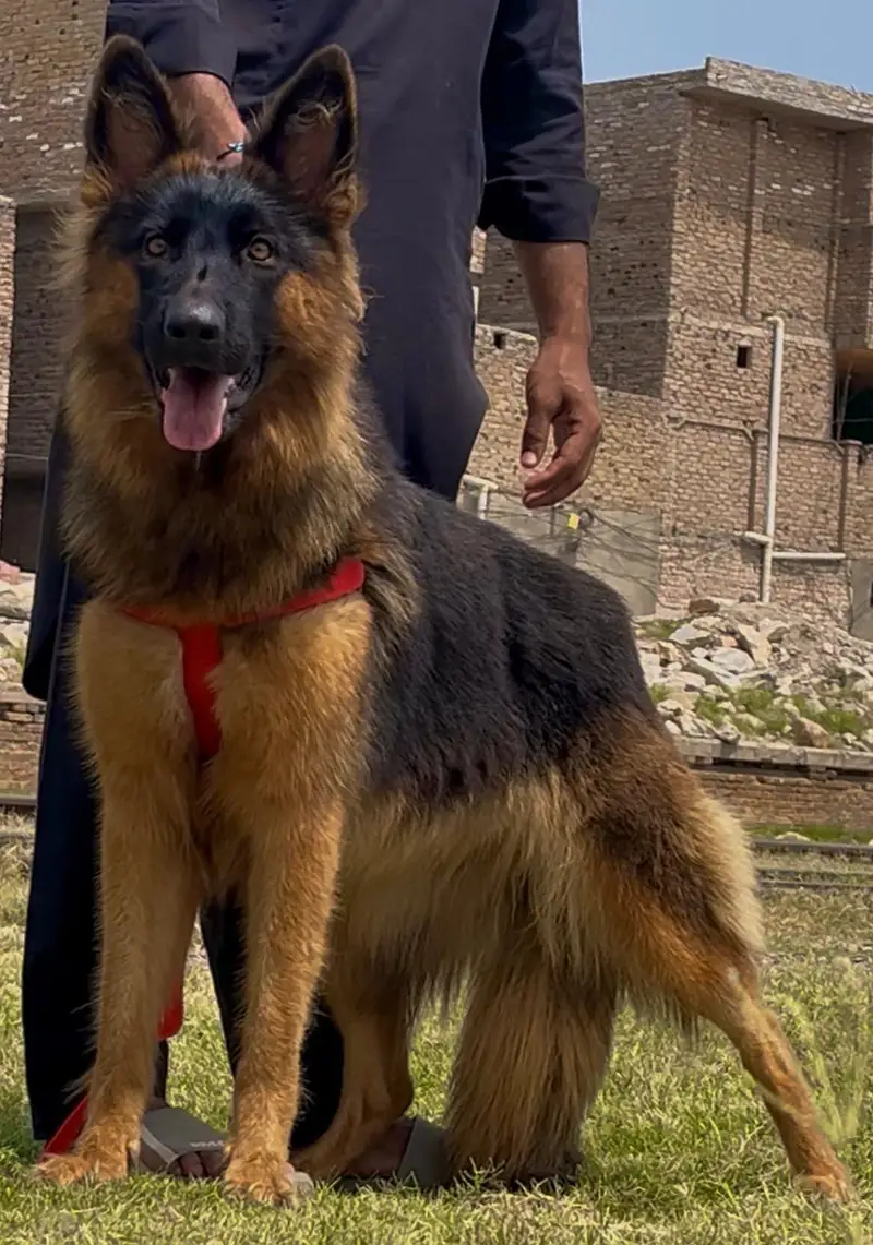 German shepherd female full train female — photo 3