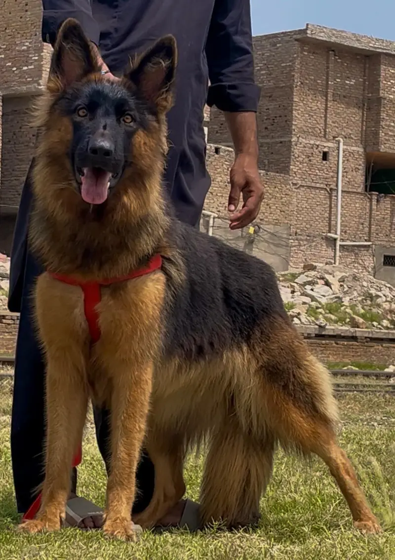 German shepherd female full train female — photo 4