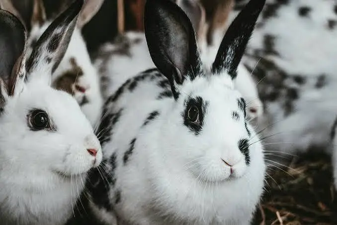 rabbit brown and black (10 rabbit)