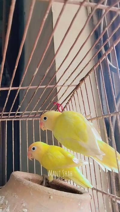 love bird for sale