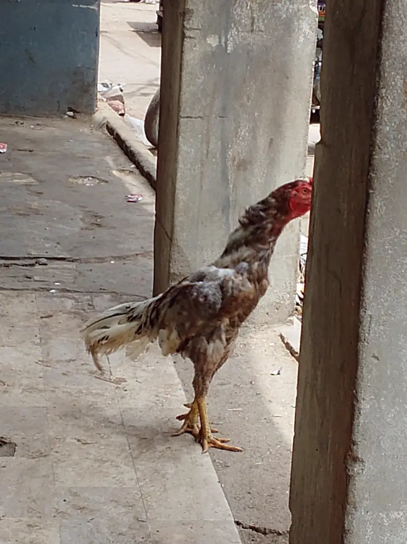 aseel murgha — photo 2