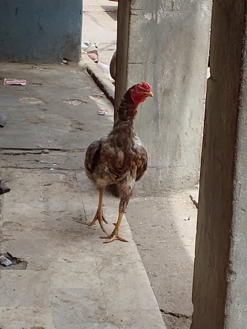 aseel murgha — photo 3